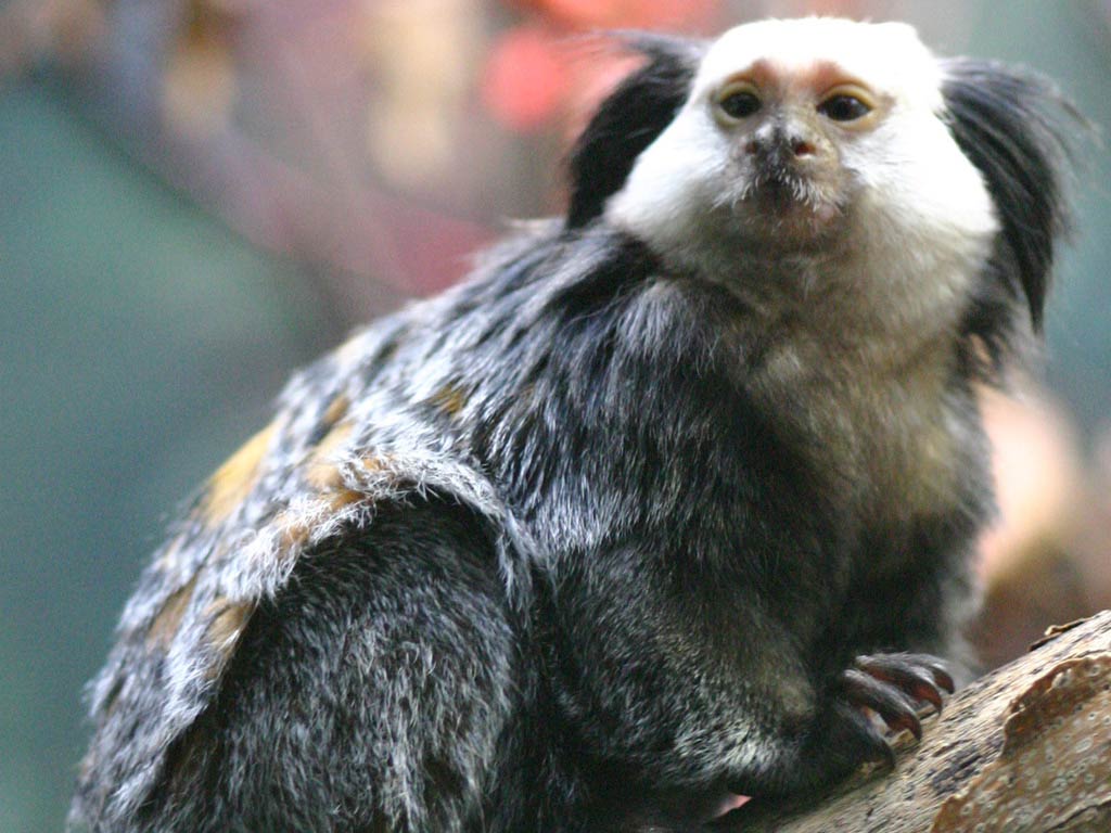 free Marmoset wallpaper wallpapers download