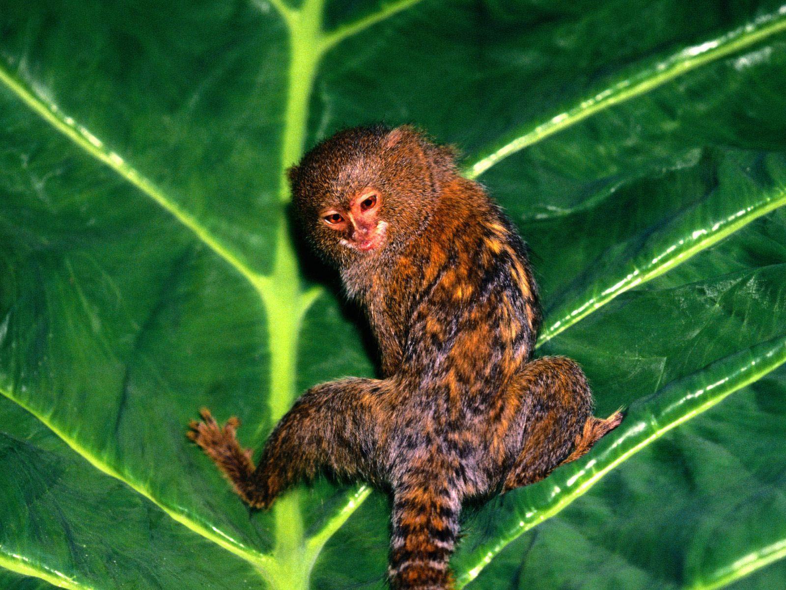 free Marmoset wallpaper wallpapers download