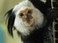 Marmoset wallpaper