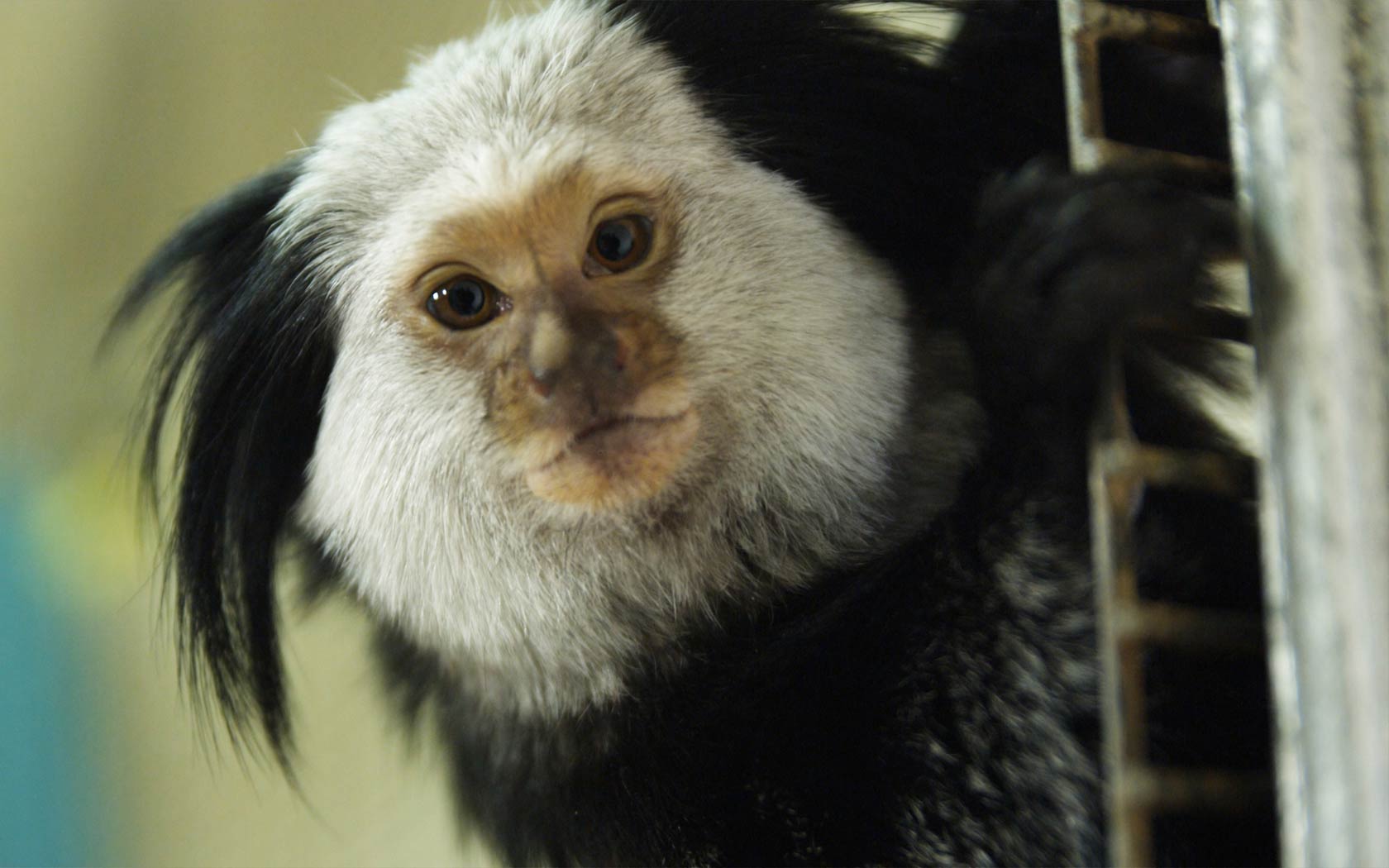 free Marmoset wallpaper wallpapers and background