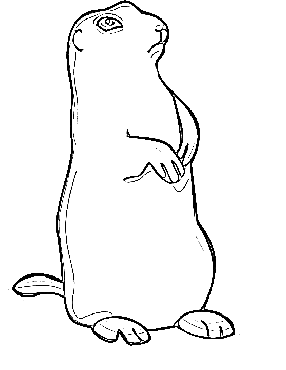 free Marmot coloring page