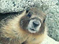 Marmot image