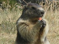 Marmot picture