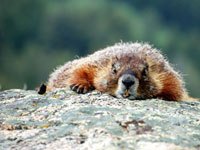 Marmot image