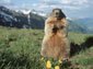 marmot