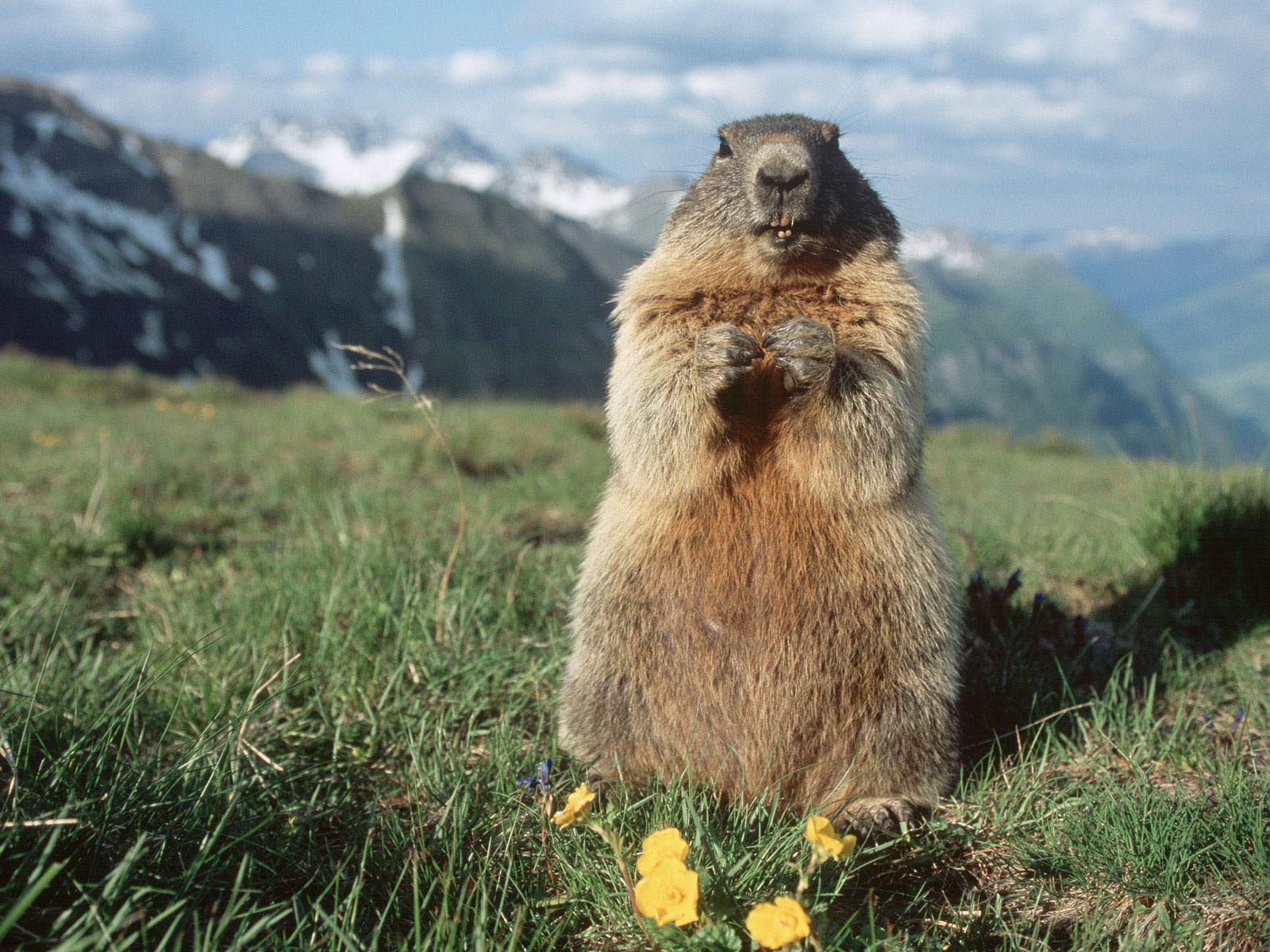 free Marmot wallpaper wallpapers download