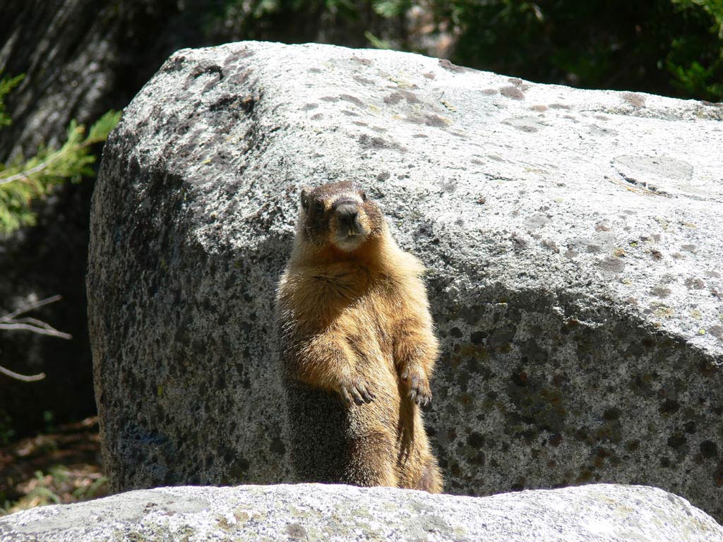 free Marmot wallpaper wallpapers download