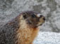 free marmot wallpaper