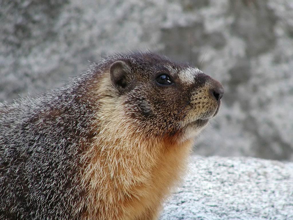 free Marmot wallpaper wallpapers download