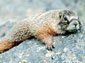 Marmot wallpaper