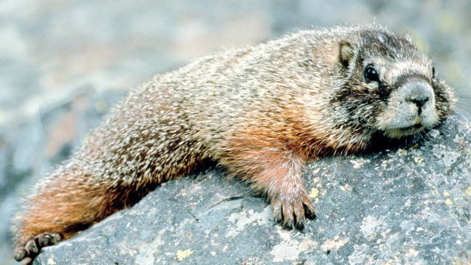 free Marmot wallpaper wallpapers and background