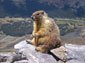 Marmot wallpaper