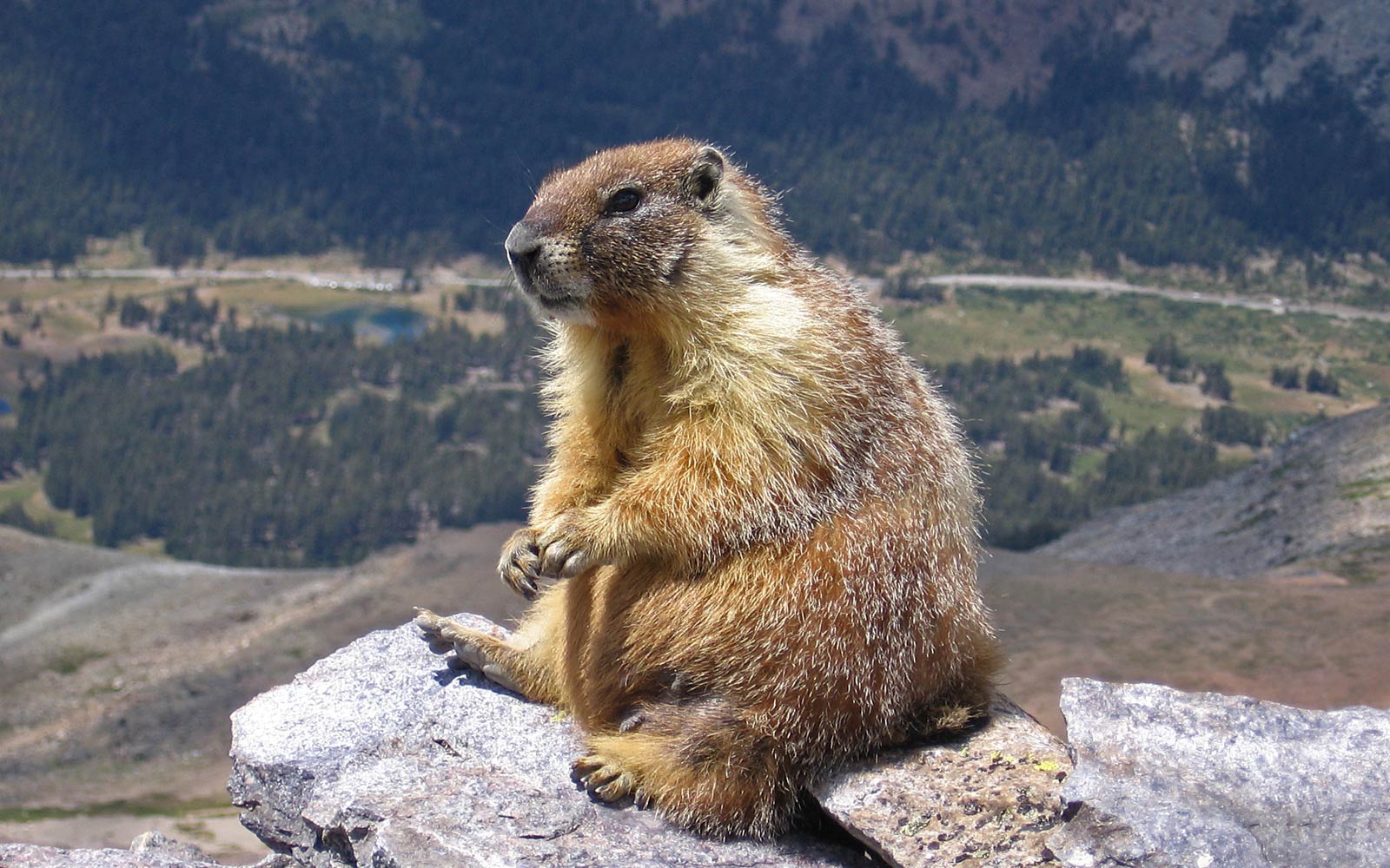 free Marmot wallpaper wallpapers download