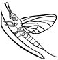 Mayfly coloring page