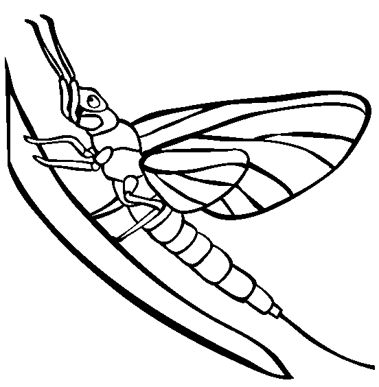 free Mayfly coloring page