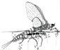 mayfly coloring page