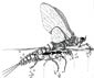 Mayfly coloring page