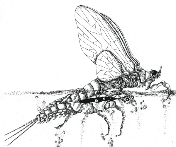 free Mayfly coloring page