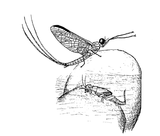 free Mayfly coloring page