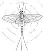 Mayfly coloring page