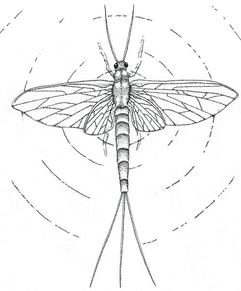 free Mayfly coloring page