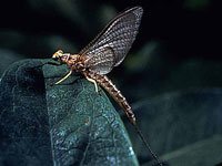 Mayfly picture