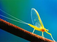 Mayfly image