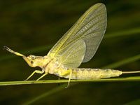 Mayfly picture