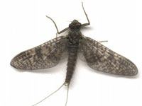 Mayfly