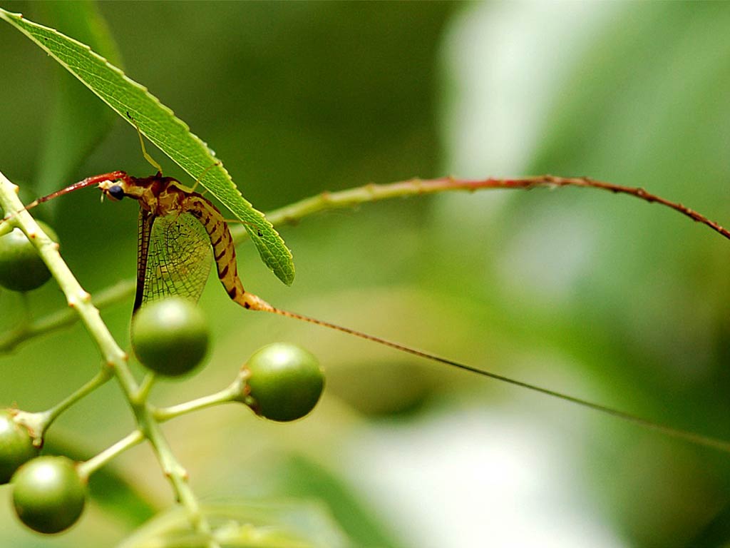 free Mayfly wallpaper wallpapers download