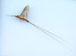 mayfly wallpaper