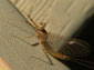 Mayfly wallpaper