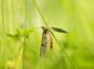 Mayfly wallpaper