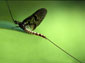 mayfly wallpapers