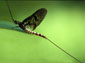 Mayfly wallpaper