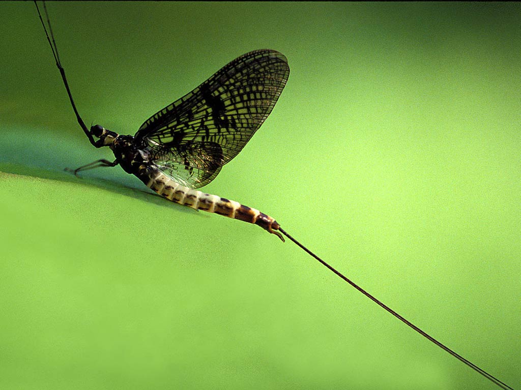 free Mayfly wallpaper wallpapers download