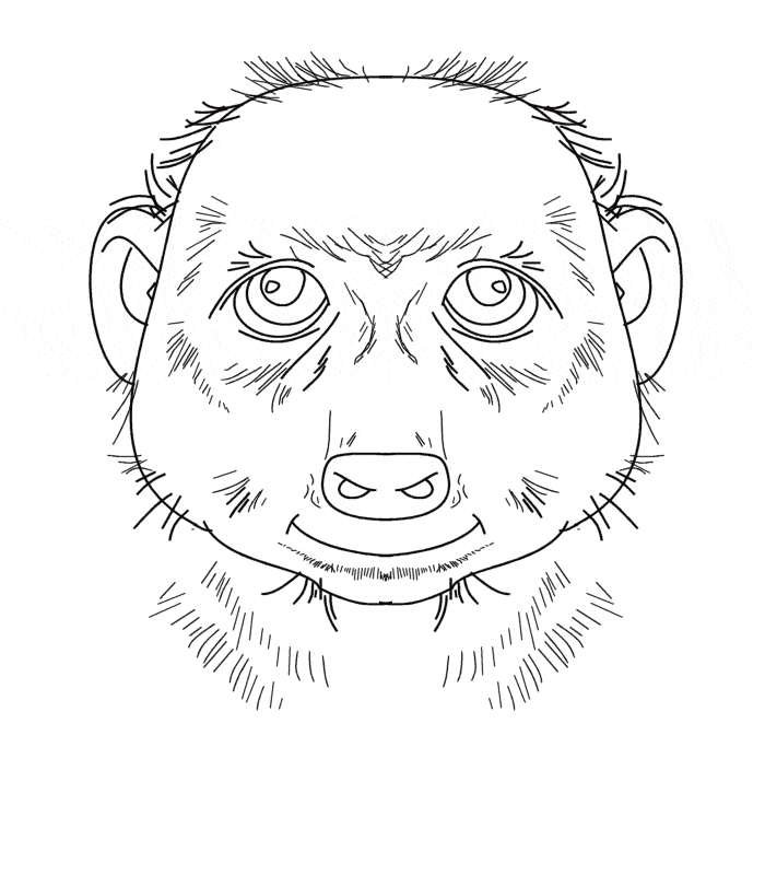 free Meerkat coloring page