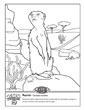 Meerkat coloring page