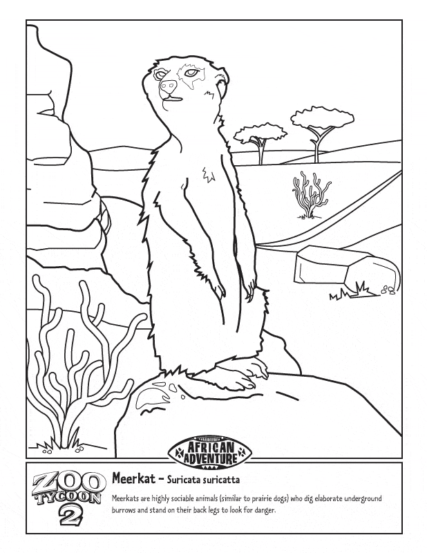 free Meerkat coloring page