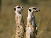 Meerkat image