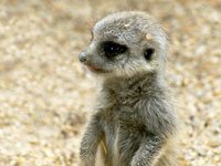 Cute little Meerkat picture