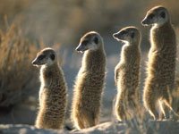 Meerkat picture