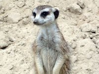 Meerkat picture