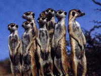 Meerkat pack