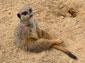 Meerkat wallpaper