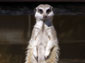 free meerkat wallpaper