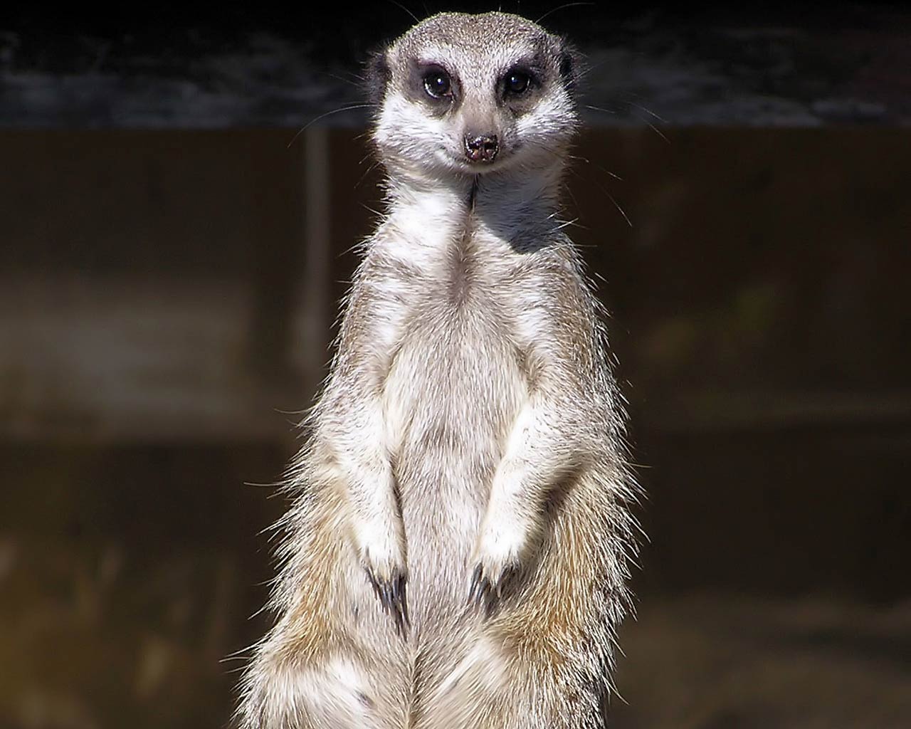 free Meerkat wallpaper wallpapers download