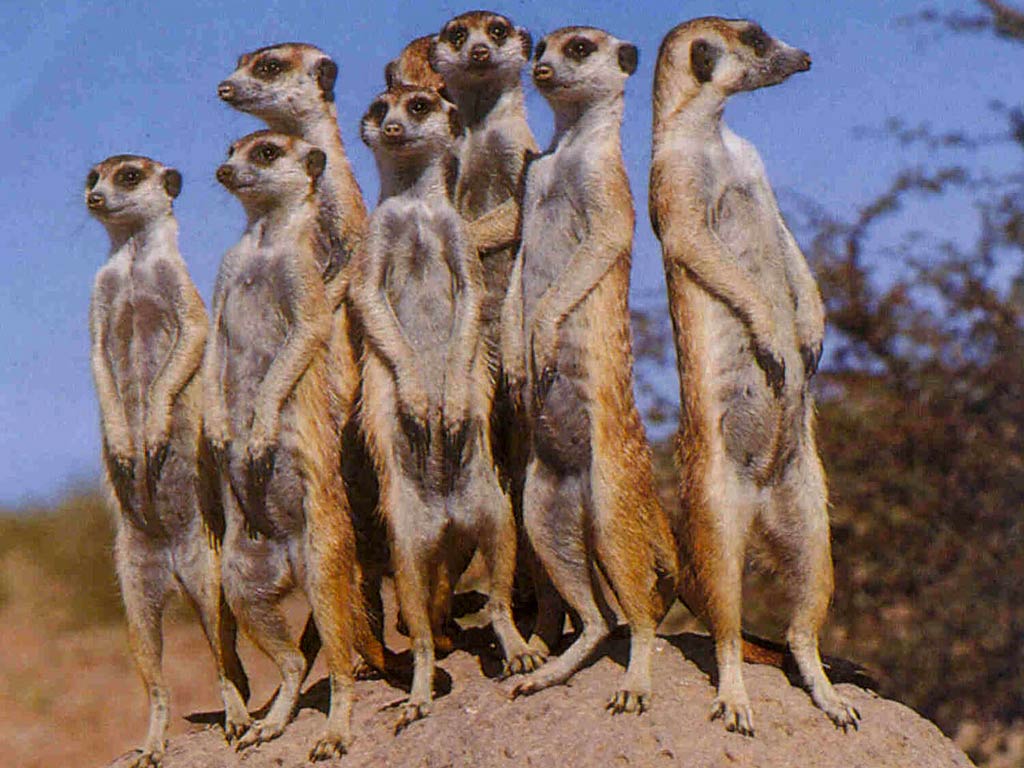 free Meerkat wallpaper wallpapers download