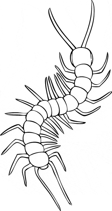 free Millipede coloring page