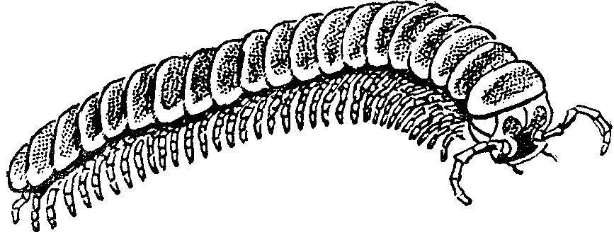 millipede coloring pages